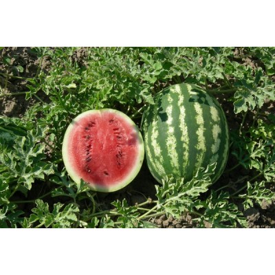 Ланкастер F1 - семена арбуза (250семян) Libra Seeds